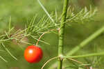 Garden asparagus